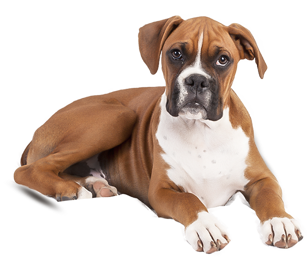 Perritos Png (614x520), Png Download