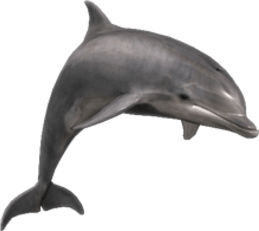 Free Png Dolphin Png Images Transparent - Dolphin Png (850x756), Png Download