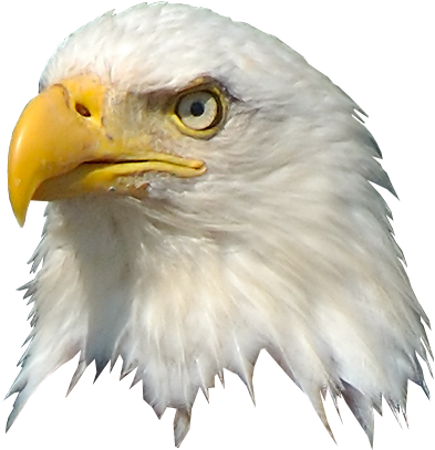 Cartoon Eagle Png Transparent Stock - Wall Decal (492x473), Png Download