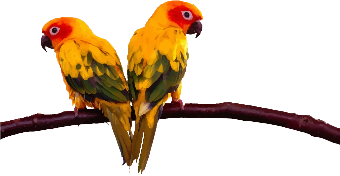 Lovebird Budgerigar Cockatoo Conure Two Parrots On - Parrot Stands Acrylic Bird Cage Stands Stands Bird (1920x1080), Png Download