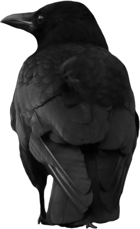 Crow Png Image - Crow Aesthetic Png (456x745), Png Download