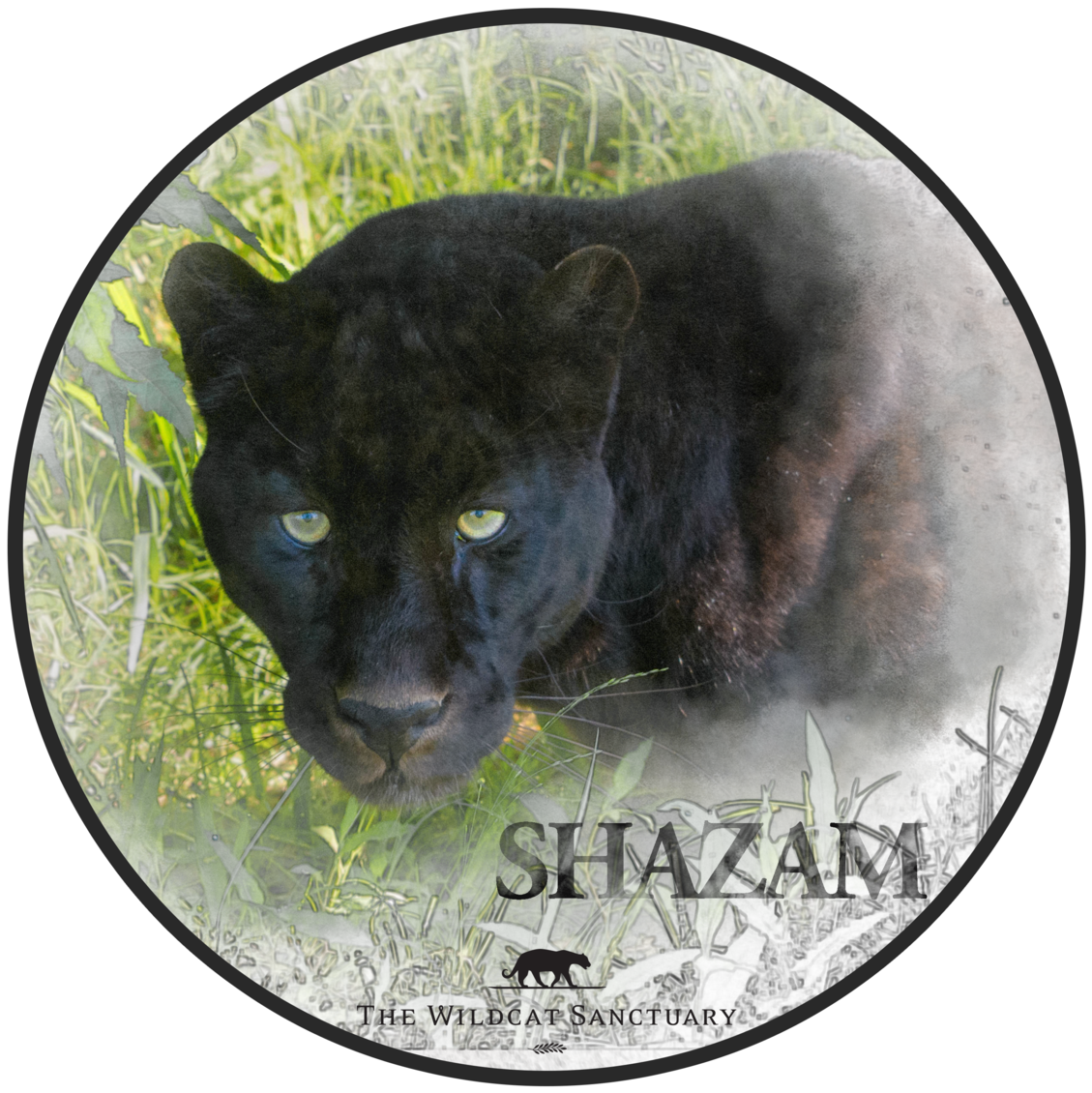Jaguar (1200x1200), Png Download