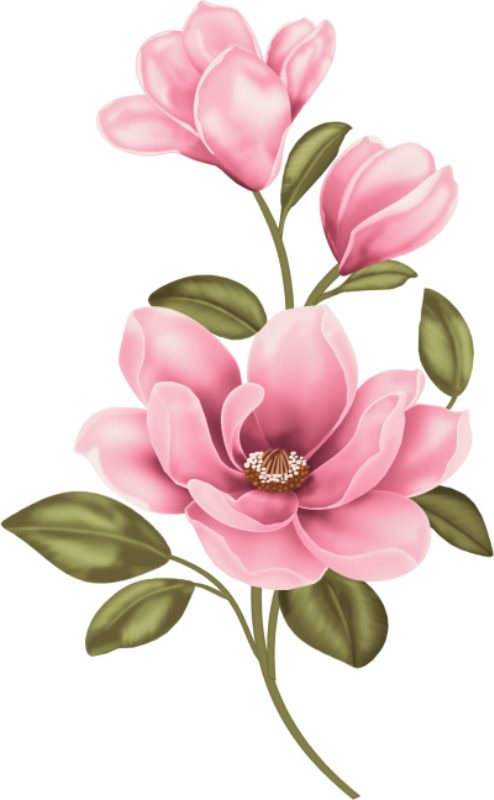 Фото, Автор Olinka - Magnolia Clipart (494x800), Png Download