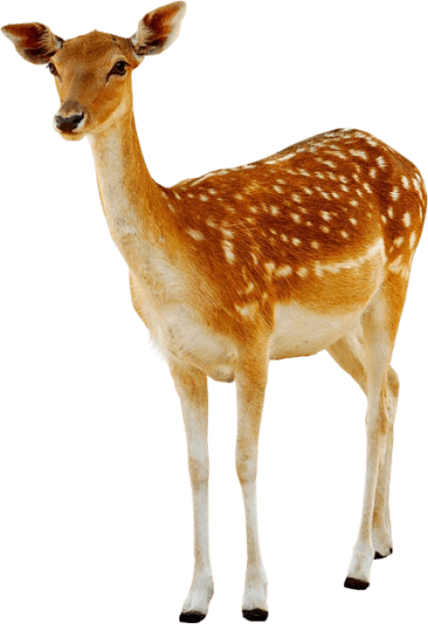 Deer Png (418x608), Png Download