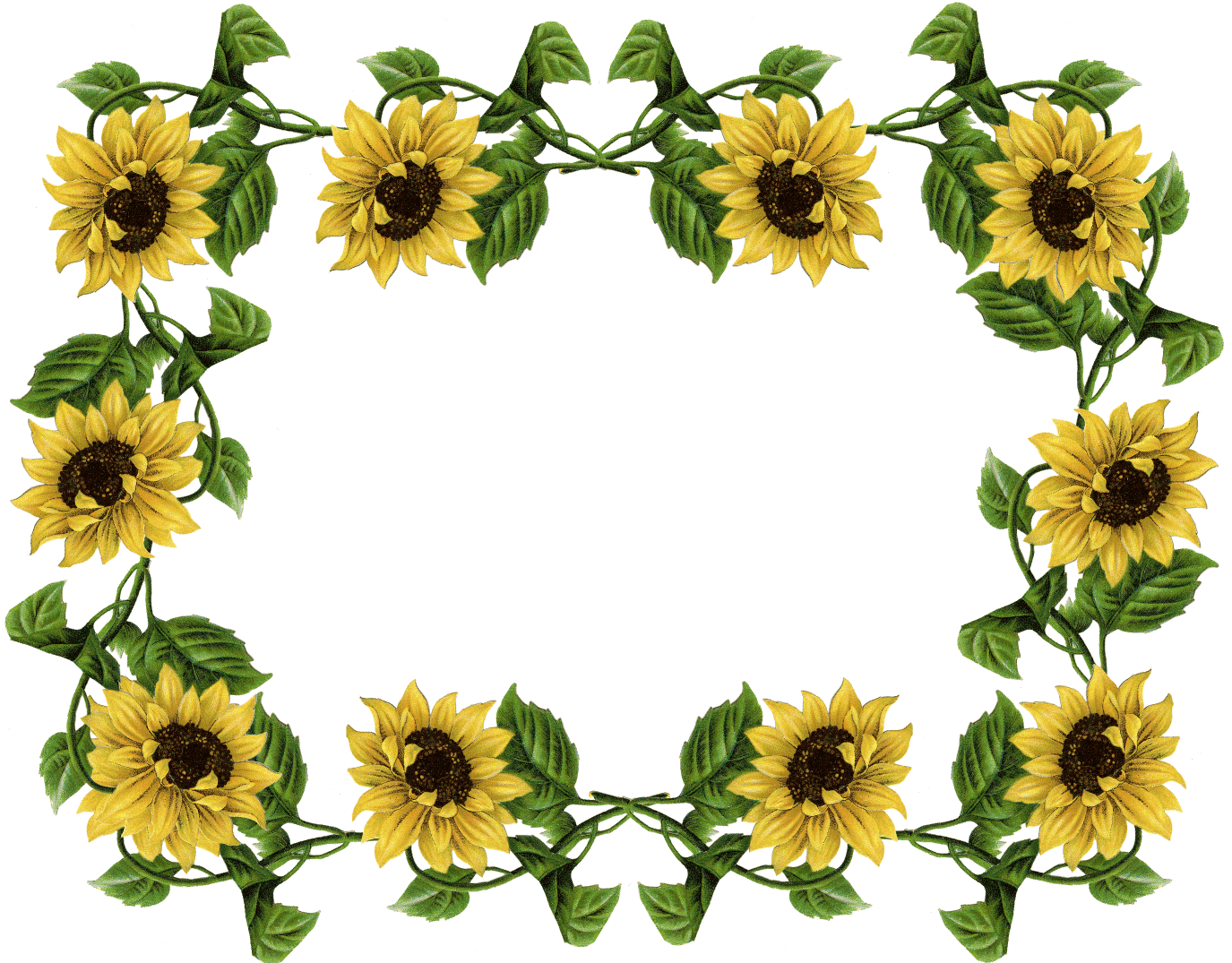 Flower Border Png - Sunflower Border (1375x1075), Png Download