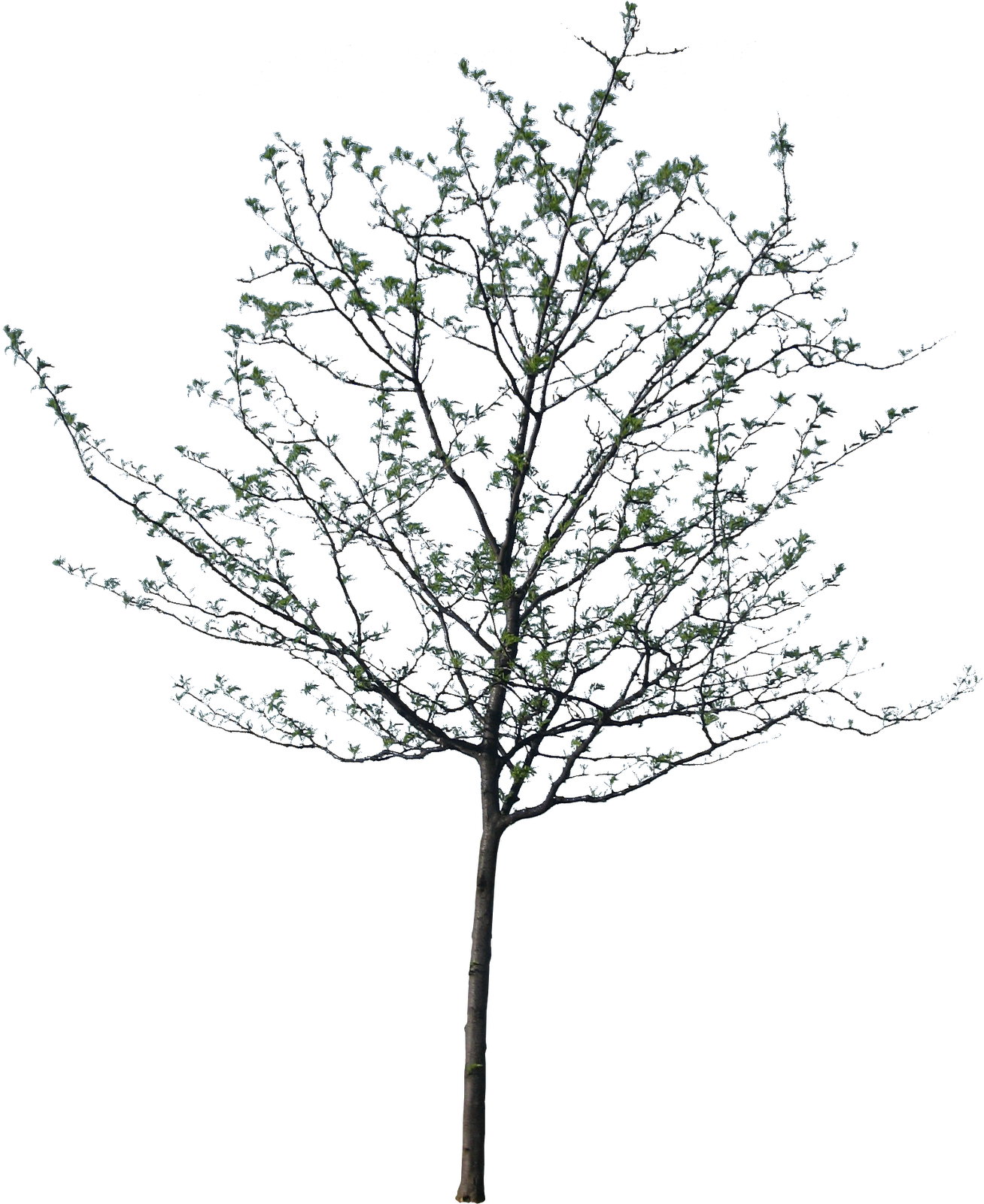 Populus Alba Tree Architecture Drawing Photoshop Nature - Cut Out Tree Png (1600x1600), Png Download