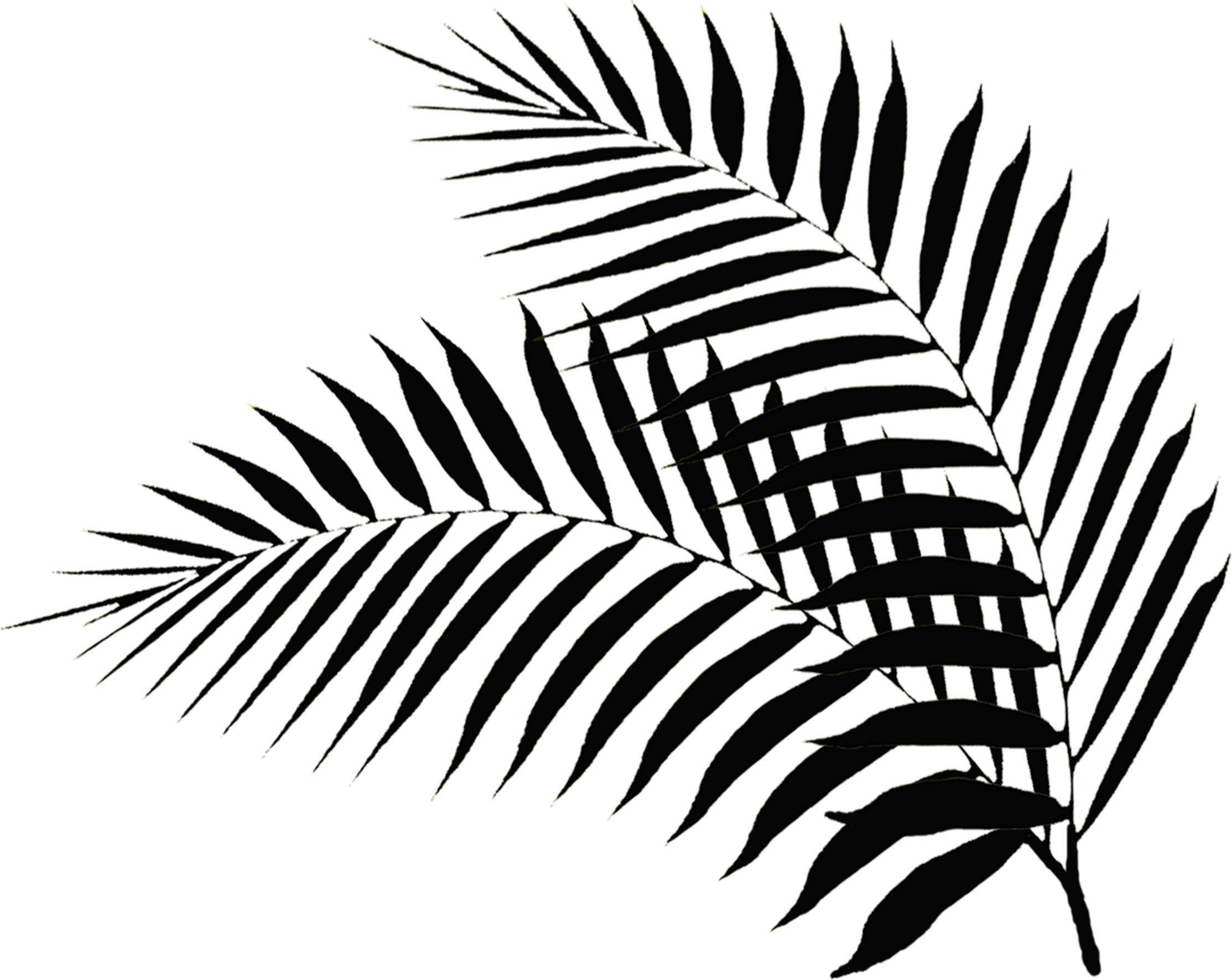 Palm Leaf Drawing Png - Palm Leaves Black And White (2227x1772), Png Download