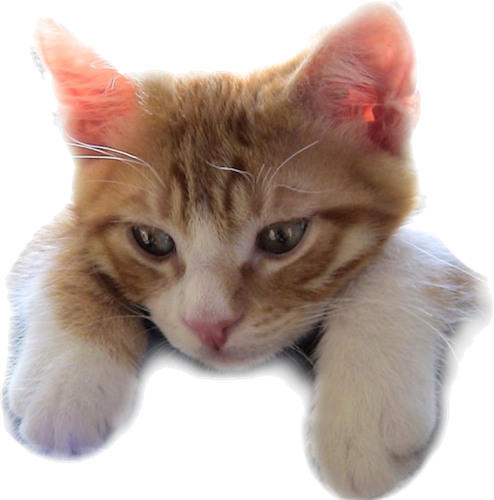 Kitten (494x500), Png Download