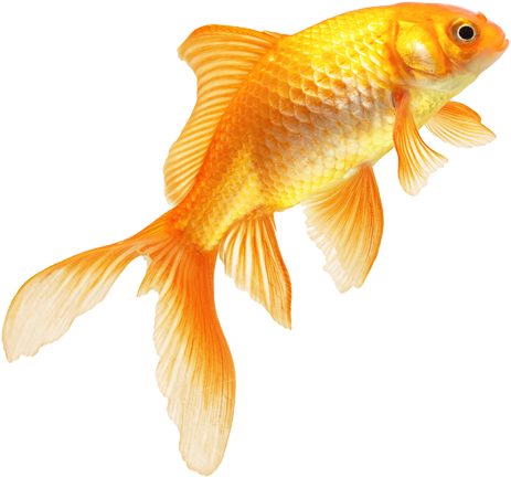 Goldfish Png Pic - Fish Png Transparent (500x500), Png Download