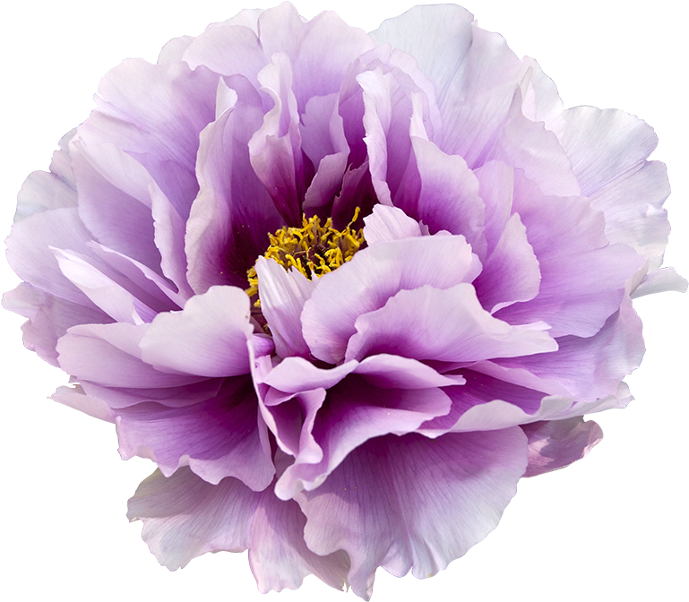 Watercolor Floral Clipart Peony Arrows - Transparent Background Purple Flowers (1000x684), Png Download