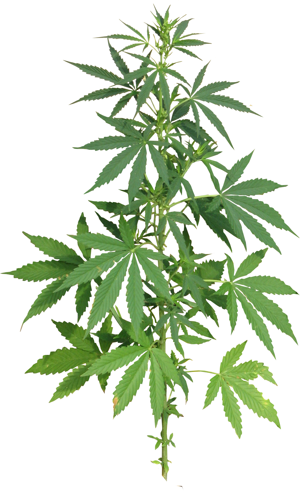 Cannabis Plant Full Png Image - Cannabis Png (1322x1984), Png Download