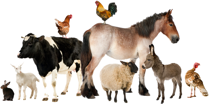 Stock Animals Transparent Livestock - Real Farm Animals Png (770x390), Png Download