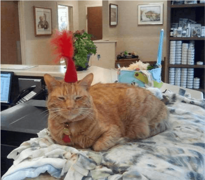 Hank With A Birthday Hat - Tabby Cat (1000x594), Png Download