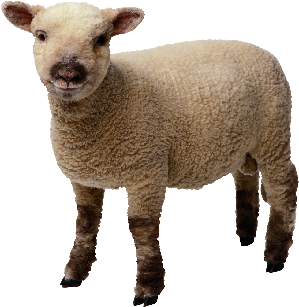 Sheep Png File - Sheep Png (989x1024), Png Download