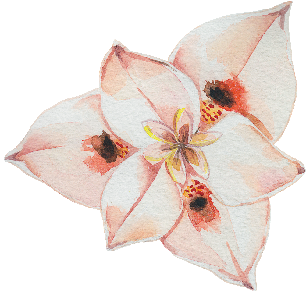 Elegant Flower Transparent Watercolor Decoration - Watercolor Painting (1024x1024), Png Download