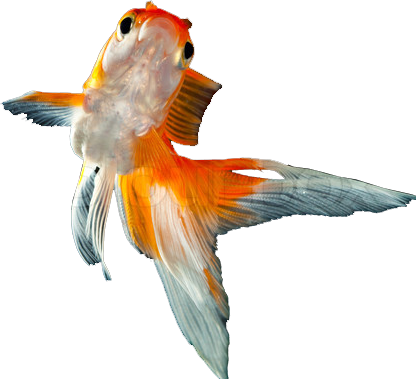 New Goldfish - Gold Fish In Png (416x379), Png Download