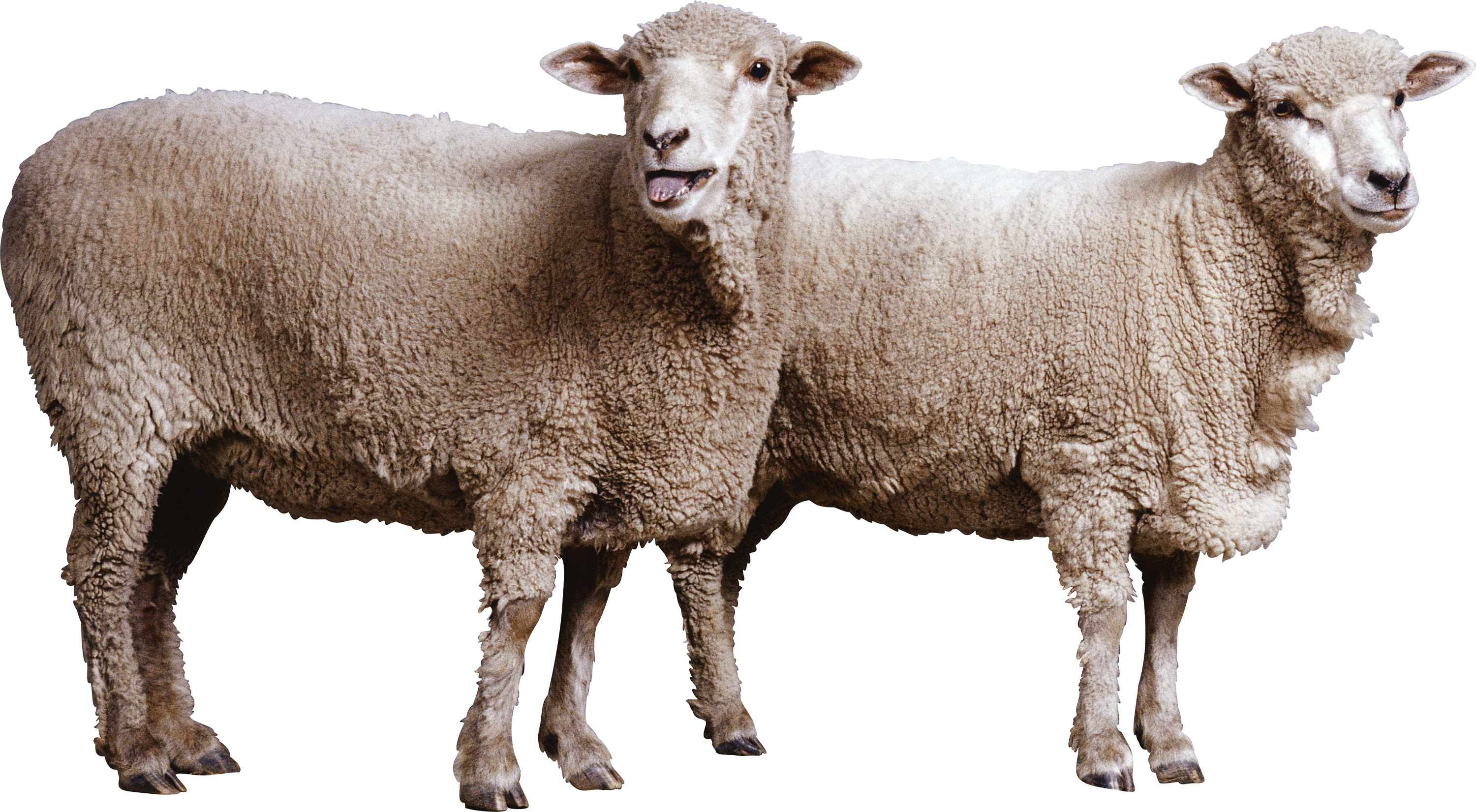 Sheep Png Image - Sheep Png (3000x1651), Png Download