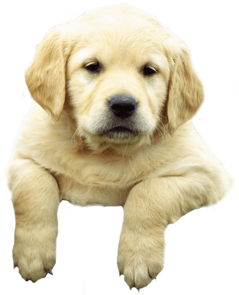 Sad Puppy Png - Successful Pet Sitting - Pet Minding For Profit (478x590), Png Download