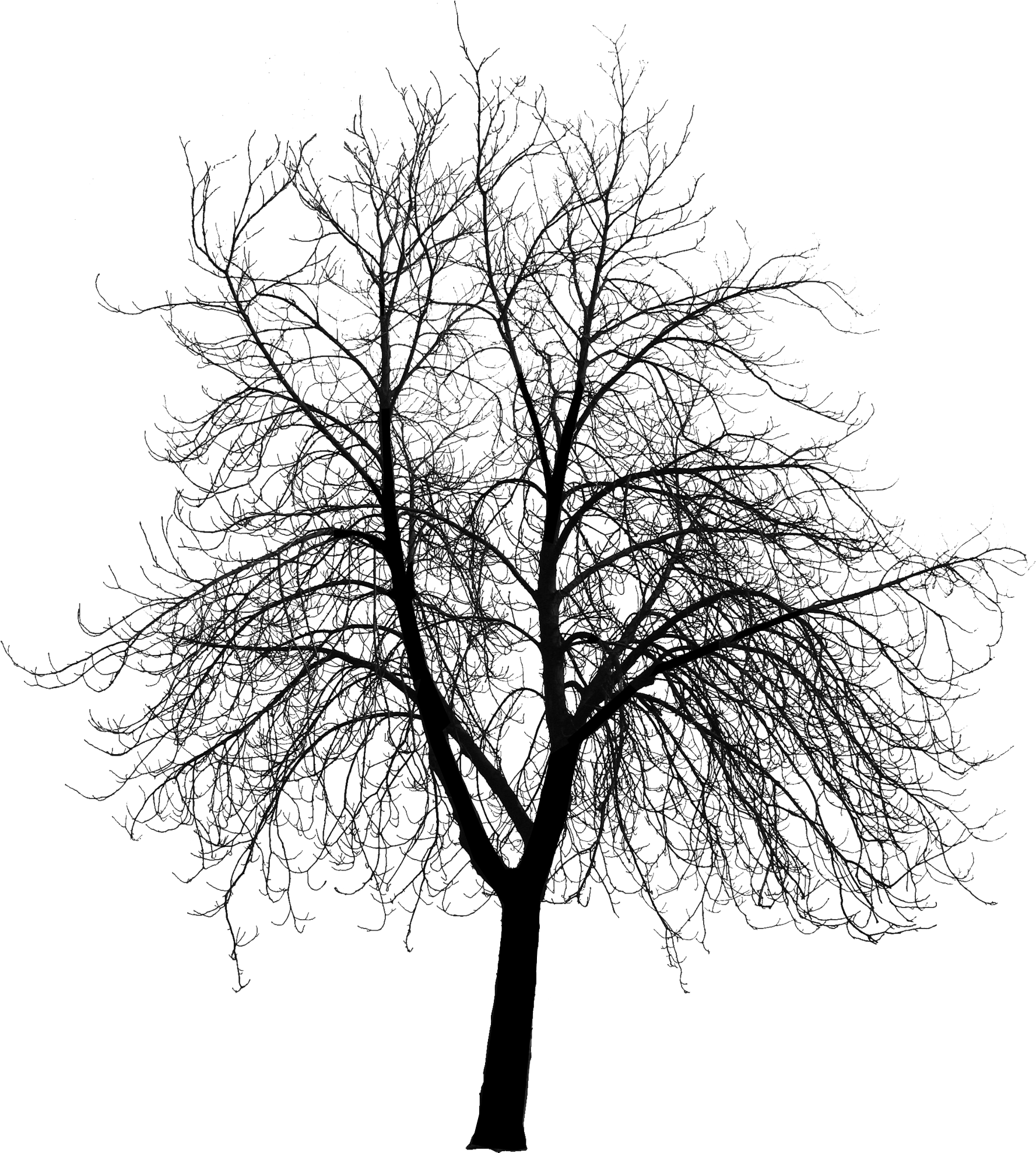 Freeuse Library Dead Dried Free On Dumielauxepices - Creepy Tree Silhouette Png (1800x2000), Png Download