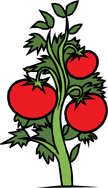 Drawing Cherry Tomato Plant Leaf - Tomato Plant Clipart (432x750), Png Download