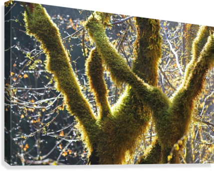 Rain Forest Sparkles Canvas Print - Visual Arts (429x344), Png Download