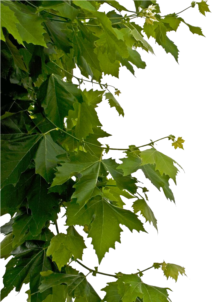 Leaves Png - Leaves Transparent (736x993), Png Download