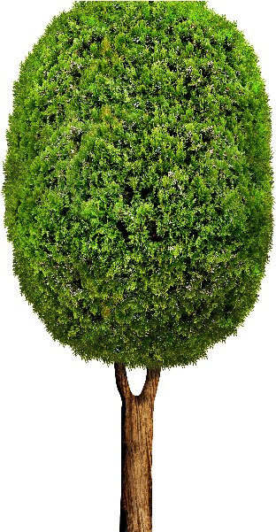 Cartoon Tree Png (800x600), Png Download