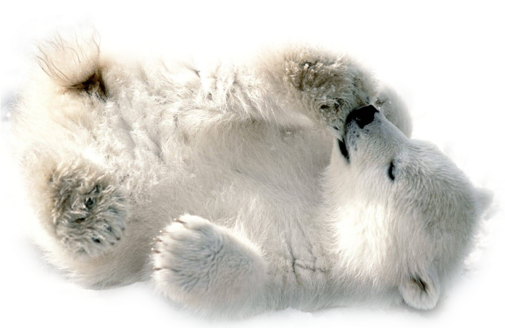 Polar White Bear Png - Baby Polar Bears Gif (1024x768), Png Download