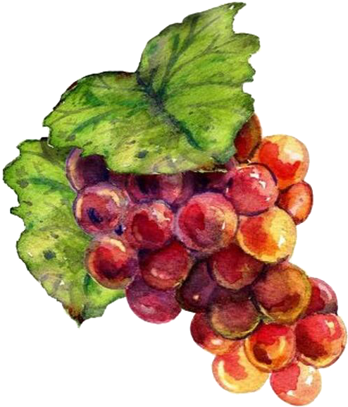 Wine Grape Drawing Raceme Painting - Grape Wine Drawing Png (545x600), Png Download