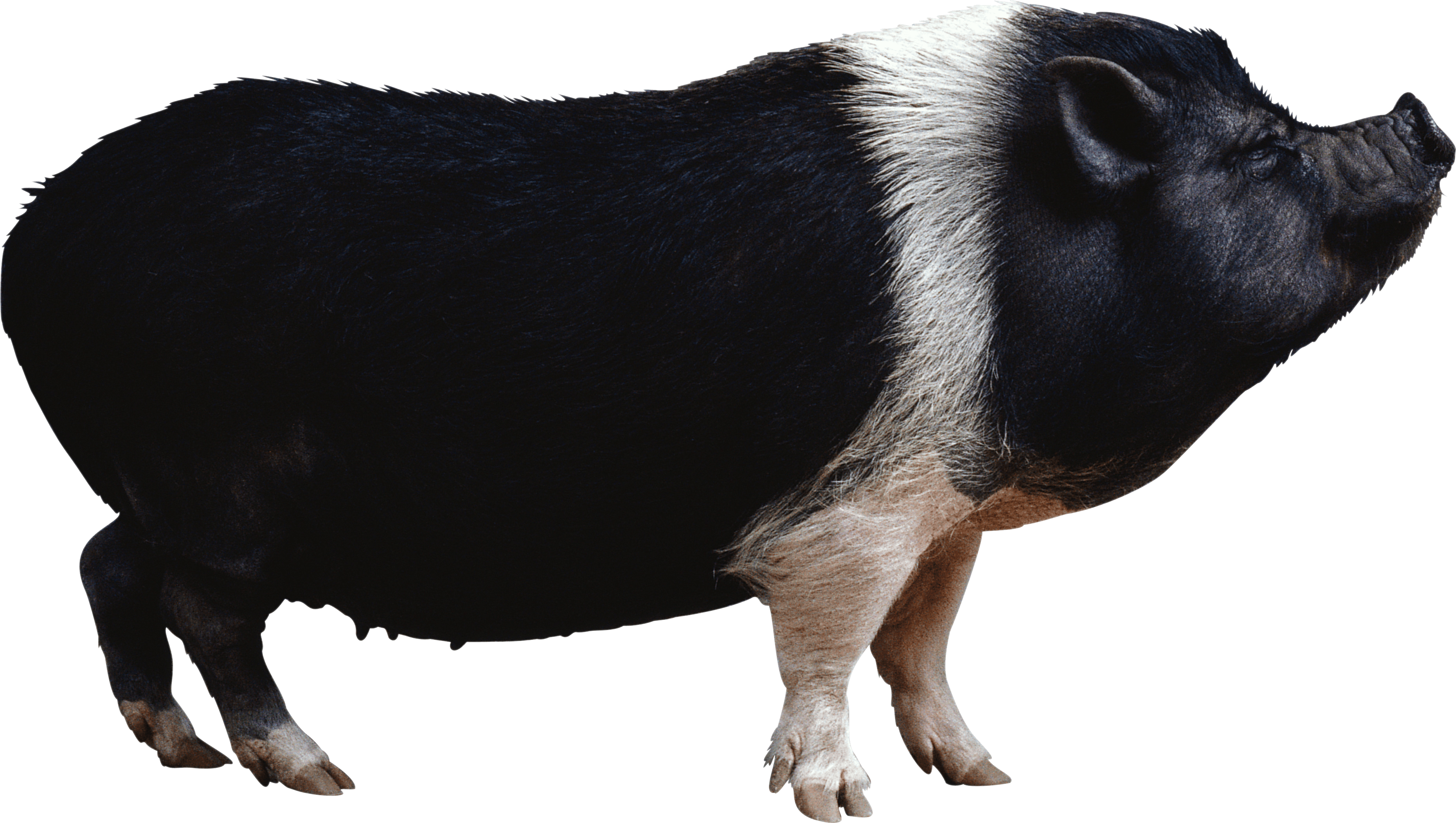 Clipart Pig Watercolor - Black Pig Png (850x481), Png Download