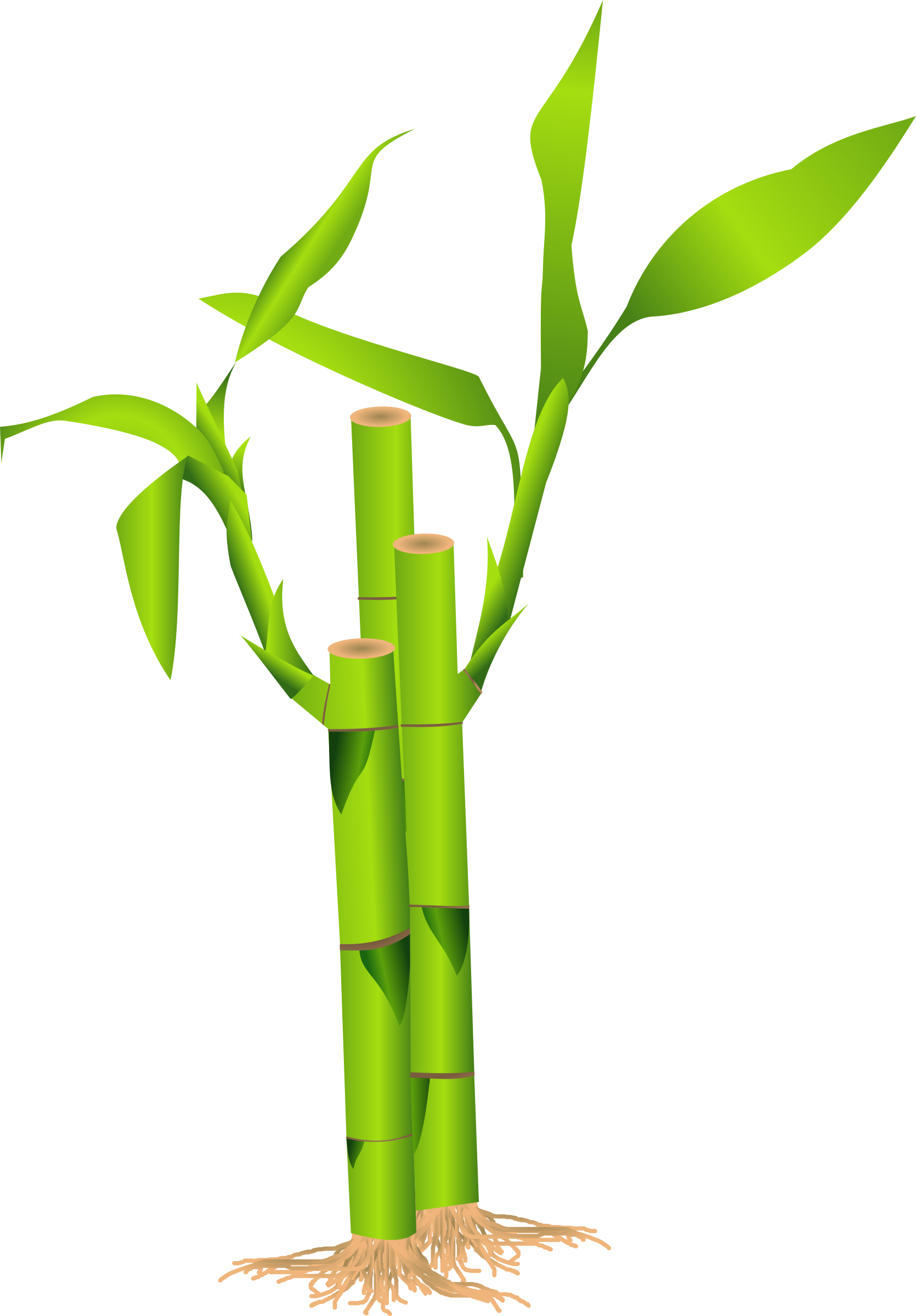 Bamboo Vector Round - Bamboo Clipart Png (800x1150), Png Download