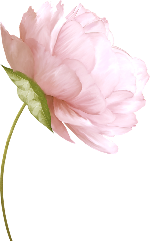 No Pin Limits At My Gardening Boards - Сухой Цветок В Пнг (499x800), Png Download