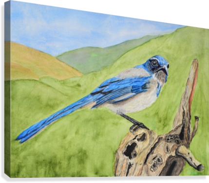 Blue Scrub Jay On Dead Tree Canvas Print - Blue Jay (429x376), Png Download