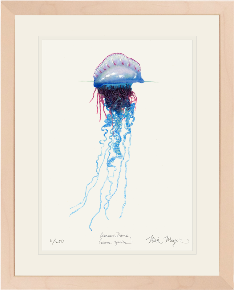 Portuguese Man O - Picture Frame (862x1023), Png Download