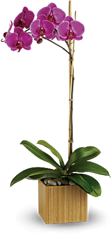 Opulent Orchids - Orchids In New Zealand (368x460), Png Download