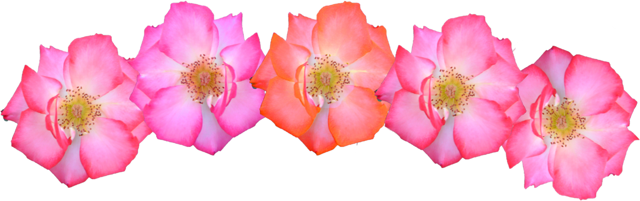 Pink Flowers Crown - Pink Flower Crown Png (1445x553), Png Download