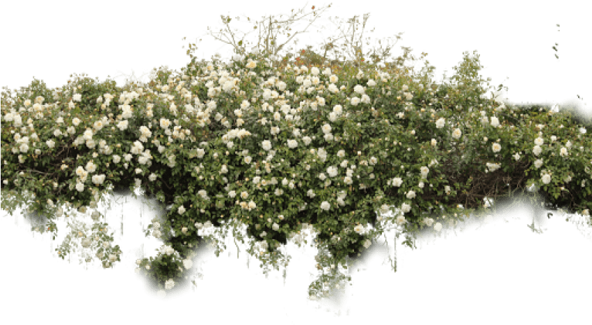 Bushes Png Images - Bushes Png (850x568), Png Download