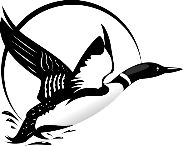 Flying Loon Drawing - Loon Clipart (586x467), Png Download