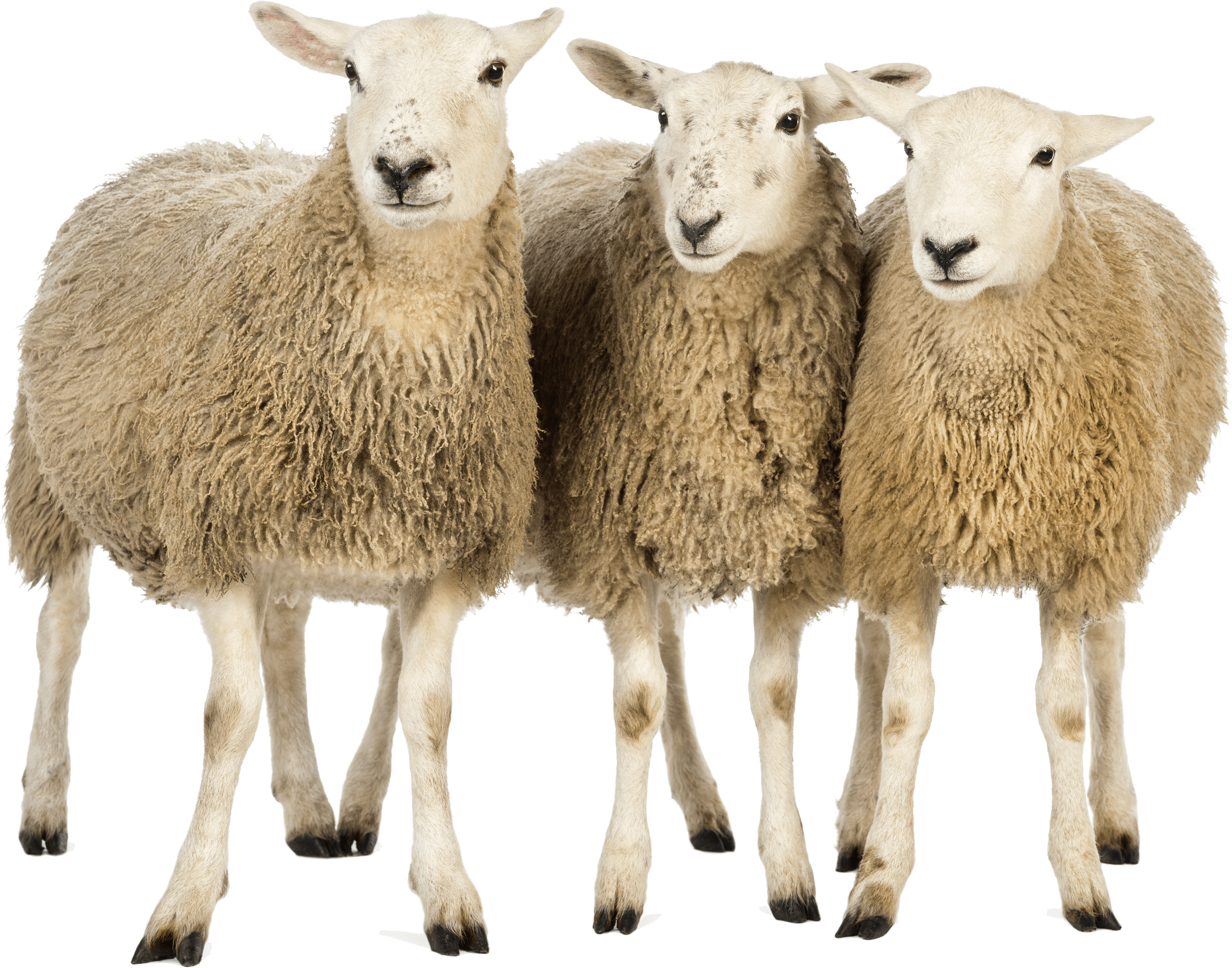 Animals - Sheep - Sheep Png (2905x2282), Png Download