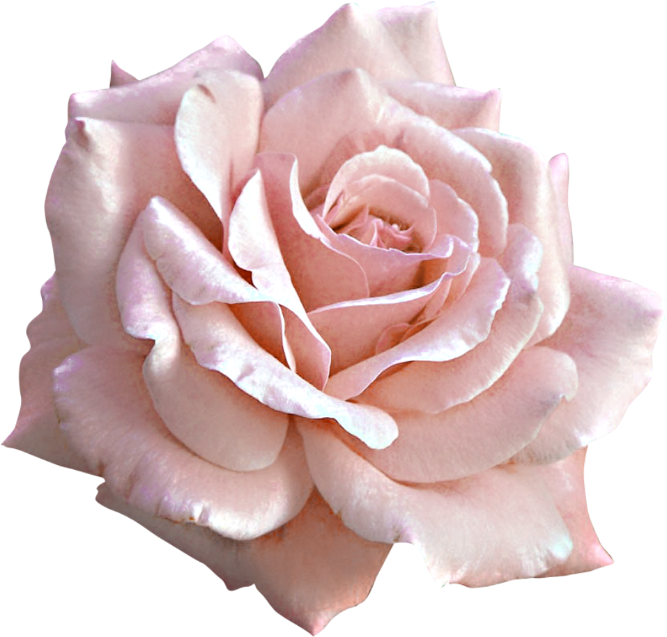 Large Rose Clipart Gallery - Yellow Rose Birthday Card (1024x983), Png Download