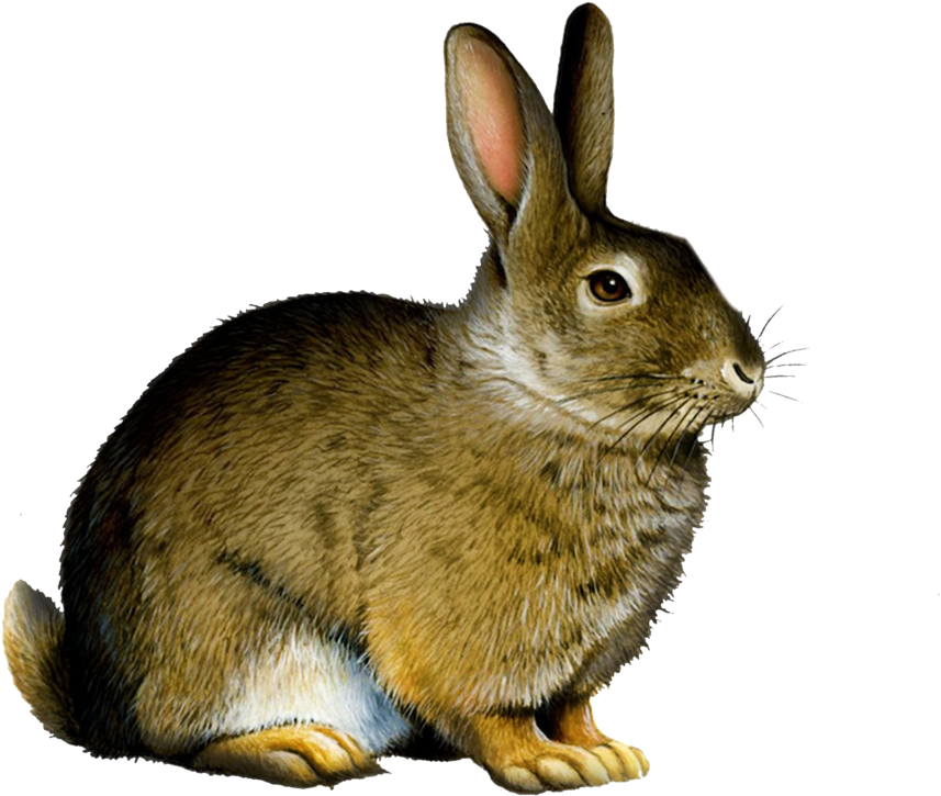 Transparent Animal Png - Rabbit Png (1024x819), Png Download