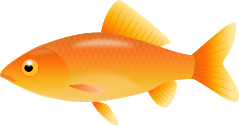 Svg Royalty Free Stock Goldfish Clipart - Fish Clip Art Transparent Background (480x253), Png Download