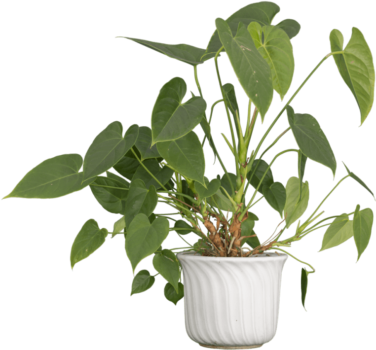 Free Png Nature Plants Png Images Transparent - Portable Network Graphics (850x780), Png Download