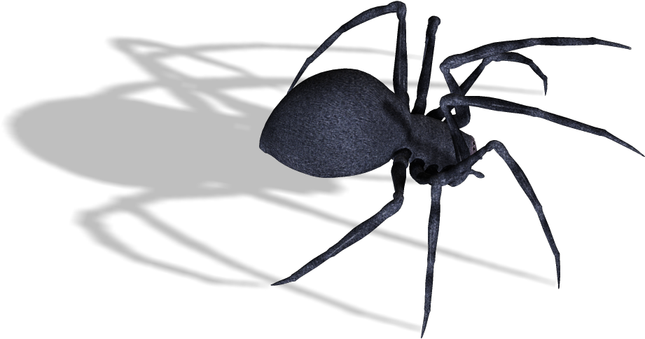 Black Widow Spider Png Image - Black Widow Spider Transparent (1026x626), Png Download
