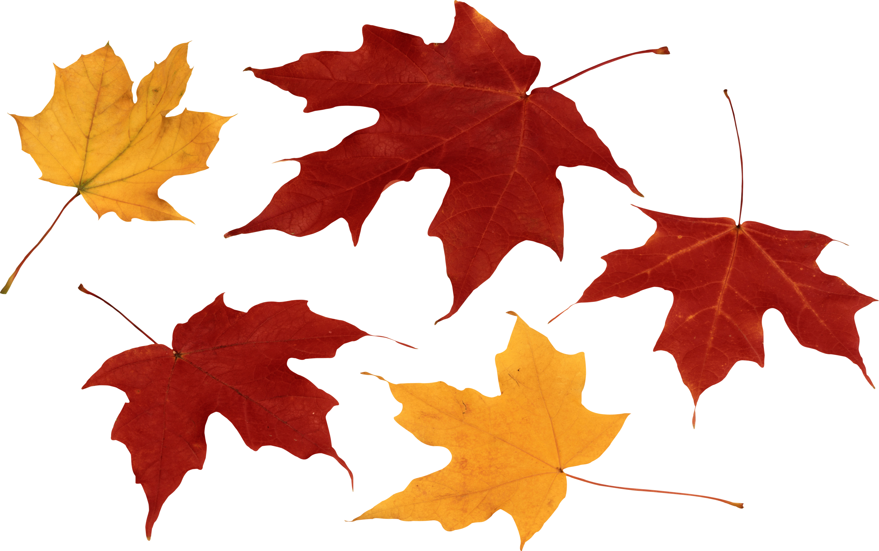 Autumn Png Leaf - Fall Leaves Transparent Background (3696x2316), Png Download