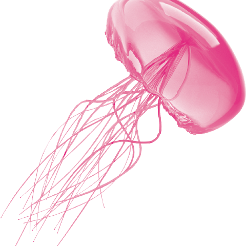 Transparent Background Jellyfish Png (480x480), Png Download