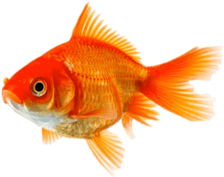 Single Goldfish - Gold Fish (400x400), Png Download