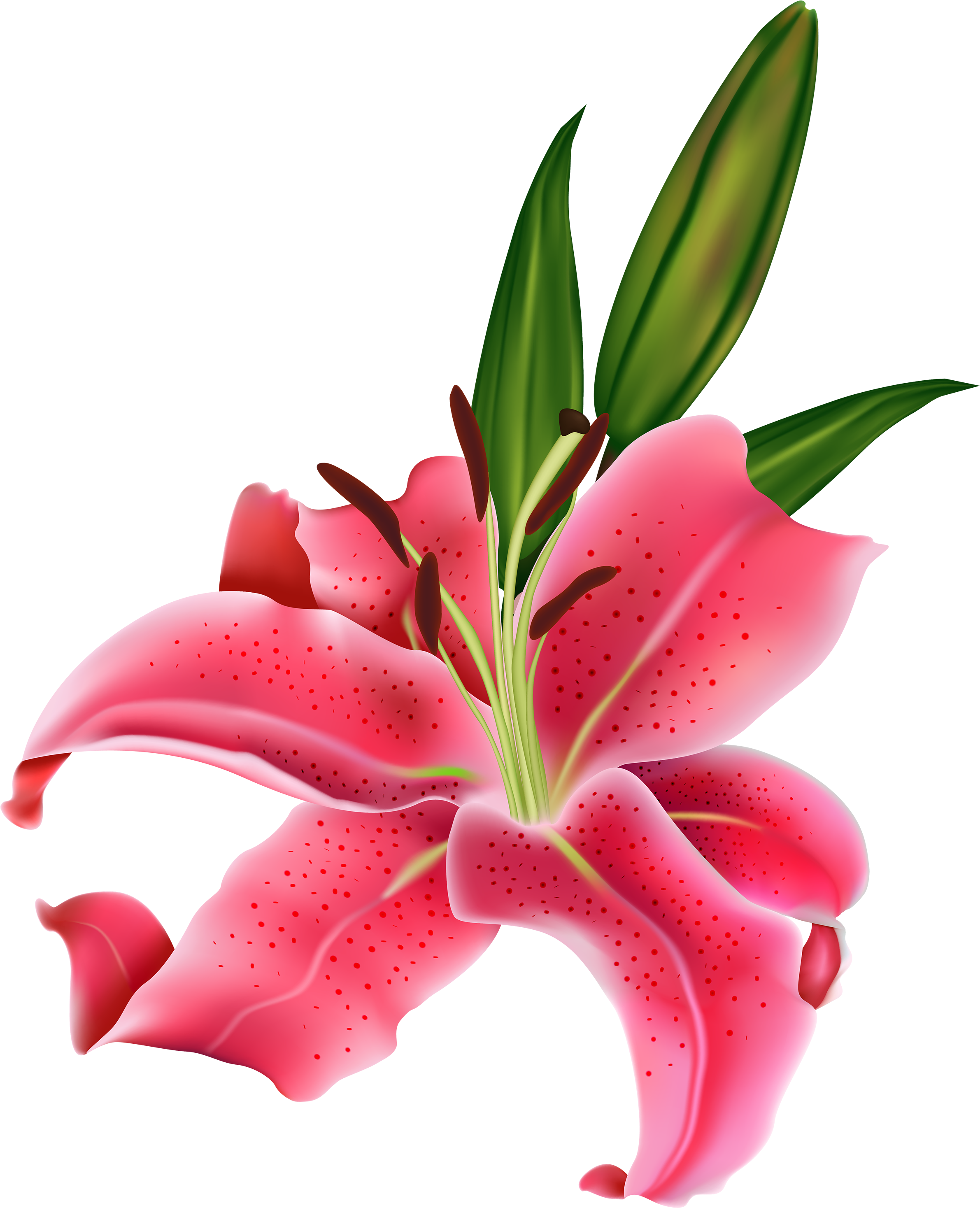 Lily Pink Flower Png Clipart - Pink Lily Flower Png (2432x3000), Png Download