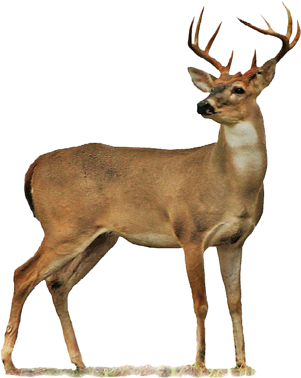Deer Png Image - Deer Png (644x794), Png Download