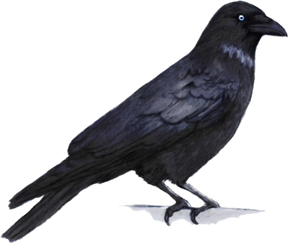 Dark Inspiration Crow Png Hd Full Size Png Download Seekpng